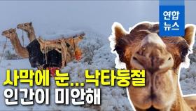 [영상] 낙타가 어리둥절…사하라 사막에 눈, 사우디는 영하 2도