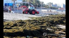 제주도, 중국발 괭생이모자반 대응 합동처리본부 가동