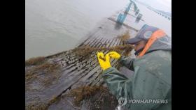 새해들어 중국발 괭생이모자반 9천t 유입…해수부 