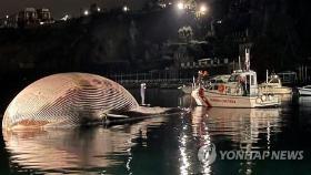 이탈리아 항구에 떠밀려온 초대형 고래 사체…사인 조사