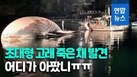 [영상] 길이 20ｍ, 무게 70t…이탈리아 연안서 거대 고래 죽은 채 발견