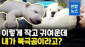[영상] 우유 먹고 쭉쭉 기지개…꼬물꼬물 새끼 북극곰의 성장일기