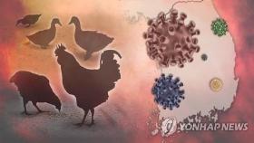 남양주 닭 농장 '예방적 살처분 거부' 행정소송(종합)