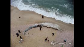 죽은 채 해변에 밀려온 17ｍ 고래 폐에서 '시꺼먼 액체'