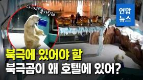 [영상] 북극곰 전시한 중국 호텔에 거센 비판…