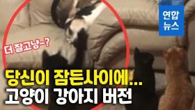 [영상] 낮잠 자는 강아지에게 고양이의 한방…더잘고양?