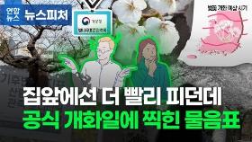 [뉴스피처] 3월 29일? 4월 2일?…경기도 첫 벚꽃 핀 진짜 날짜는