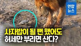 [영상] 너 몇 살이야?…사자 앞에서 패기 넘치는 거북이