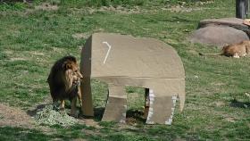 LG전자 냉장고 포장 상자, 사자·호랑이 놀이도구로 재활용