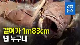 [영상] 필리핀 어부의 대박…그물 잡아당기는 거대 생명체의 정체는