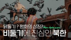 [연통TV] 북한 사람들이 비둘기를 사랑하는 이유