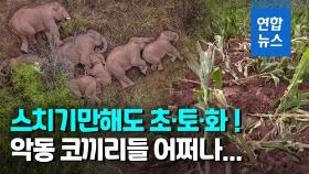 [영상] 옥수수밭 절단내고…중국 '민폐' 코끼리떼 골머리