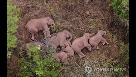 보호구 이탈해 떠도는 중국 코끼리 떼, 온라인서 '인기몰이'