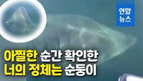 [영상] 9m 넘는 상어가 7m 배에 바짝…