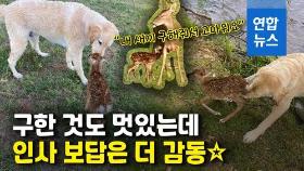 [영상] 물에 빠진 새끼 사슴 구해줬더니…다음날 놀라운 일이