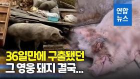 [영상] 기적의 아이콘도 세월 앞엔…36일만에 구출된 '영웅 돼지' 사망