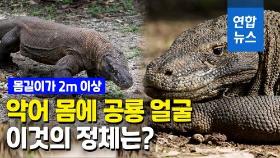 [영상] 코로나로 개체수 증가한 '공룡의 후예'…발리 잇는 관광지 되나