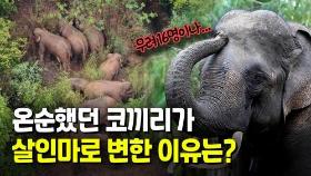 [영상] 무리에서 쫓겨난 인도코끼리, 두 달간 주민 16명 해쳐
