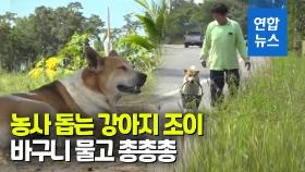 [영상] 뼈다귀도 아니고…바구니 물고 농부 따라다니는 개 화제