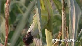 폭염 속 북한 각지서 가뭄 피해…