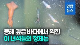 [영상] 동해 수심 1천m에서 카메라에 잡힌 심해오징어