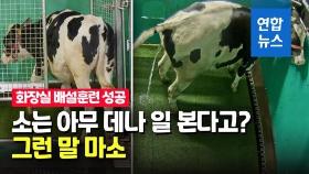 [영상] 화장실 가는 소 본 적 있나요?…독일서 실험으로 입증