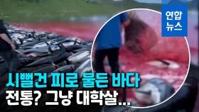 [영상] 붉은 피바다 '충격'…페로 제도서 돌고래 1천428마리 대학살