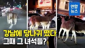 [영상] 강남 당나귀들의 네번째 '가출'…경찰관 오자 순순히 잡혀