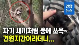 [영상] 품에 안고 애지중지…원숭이에 끌려간 강아지 사흘만에 구출
