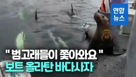 [영상] 범고래떼 득실대는데…배 위로 도망 온 바다사자, 바다로 내쫓겨