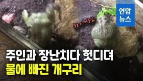 [영상] 황소개구리 물세례에 육탄 공격…체면 구겨