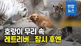 [영상] 호랑이 우리에 들어간 개…먼저 이빨 보인 쪽은?