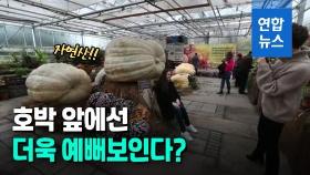 [영상] 자연산 호박이 '예술작품'…거대한 호박 전시회