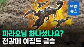 [영상] 한 마리도 무서운데 수백마리가…전갈떼에 500명 병원행