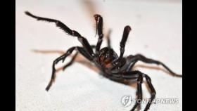 '손톱도 뚫는 강력한 송곳니' 몸통 크기 5㎝ 호주의 거대 거미