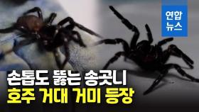 [영상] 손톱 뚫는 깔때기그물거미…일부는 독까지 '뿜뿜'