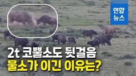 [영상] 몸집 3배 큰 코뿔소 이긴 물소…비밀 병기는?