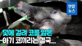 [영상] 밀렵꾼 올무에 코 잘라낸 아기 코끼리 결국 하늘나라로
