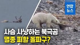 [영상] 온난화 비극…물개에서 사슴으로 '메뉴' 바꾼 북극곰