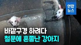 [영상] 살려고 발버둥 흰 강아지…행인도 필사적으로 살렸다