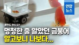 [영상] 금붕어의 운전교습…