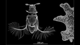 아메바 크기 0.5㎜ 초소형 딱정벌레의 8자형 날갯짓