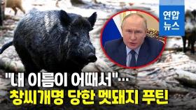 [영상] 푸틴 때문에 200kg 독일 멧돼지 이름 바뀐 사연