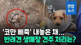 [영상] '푸들 생매장' 견주 등 2명 검찰 송치…'동물보호법 위반'