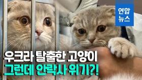 [영상] 전쟁 피해 한국 온 우크라 고양이…누리꾼 도움에 '안락사' 모면