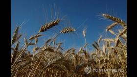 세계 식량위기 해결의 관건은 오데사 항구 봉쇄 풀기