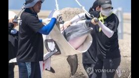 마지막 수족관 남방큰돌고래 '비봉이' 바다로…고래 신규전시 금지(종합)
