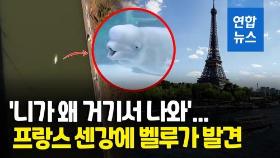 [영상] 북극해 서식 벨루가가 프랑스 센강에…