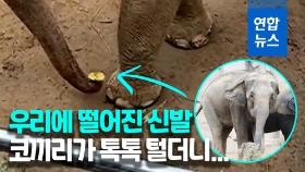 [영상] 코끼리 우리에 떨어진 꼬마의 신발…잠시 후 '놀라운 반전'