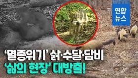 [영상] 새끼에 젖 물리는 삵…국립공원 멸종위기 동물 희귀영상 공개